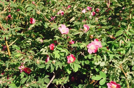 20170703-19 GR 5 2017 Thonon - Modane, 20170718-01 18 07 17 Roses