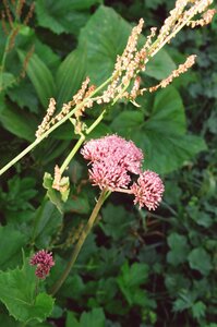 20170703-19 GR 5 2017 Thonon - Modane, 20170718-03 18 07 17 Adenostyles alliariae