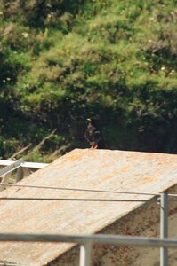 20170703-19 GR 5 2017 Thonon - Modane, 20170718-07 18 07 17 Chocard à bec jaune au pont de la Renaudière