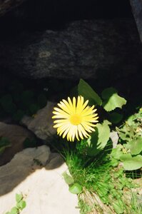 20170703-19 GR 5 2017 Thonon - Modane, 20170718-14 18 07 17 Peut-être une doronique