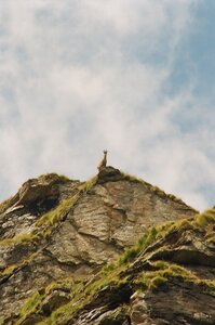 20170703-19 GR 5 2017 Thonon - Modane, 20170718-22 18 07 17 Bouquetin avant le refuge de l’Arpont