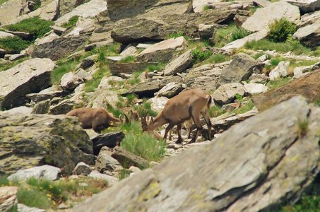 20170703-19 GR 5 2017 Thonon - Modane, 20170718-24 18 07 17 Bouquetins avant le refuge de l’Arpont