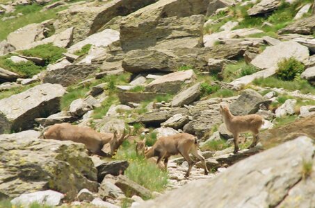 20170703-19 GR 5 2017 Thonon - Modane, 20170718-25 18 07 17 Bouquetins avant le refuge de l’Arpont