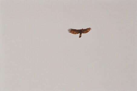 20170703-19 GR 5 2017 Thonon - Modane, 20170718-33 19 07 17 Peut-être un aigle