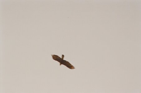 20170703-19 GR 5 2017 Thonon - Modane, 20170718-35 19 07 17 Peut-être un aigle