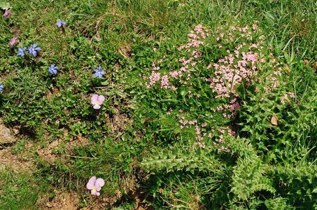 20170703-19 GR 5 2017 Thonon - Modane, 20170718-17 18 07 17 Fleurs