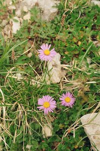 20170703-19 GR 5 2017 Thonon - Modane, 20170719-05 19 07 17 Asters des Allpes