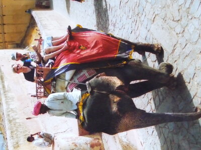 Inde (Rajasthan) - Avril_Mai 2012 - Album N° 2, P1080934