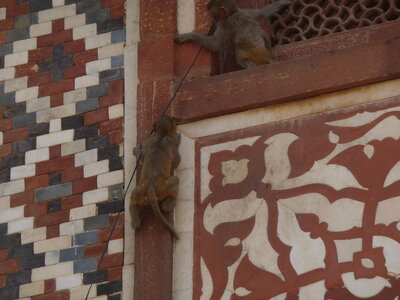 Inde (Rajasthan) - Avril_Mai 2012 - Album N° 2, P1090062