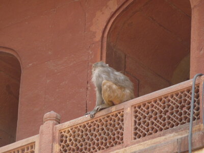 Inde (Rajasthan) - Avril_Mai 2012 - Album N° 2, P1090063