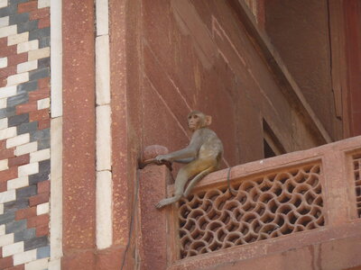 Inde (Rajasthan) - Avril_Mai 2012 - Album N° 2, P1090064