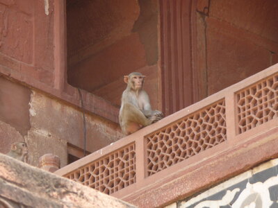 Inde (Rajasthan) - Avril_Mai 2012 - Album N° 2, P1090065