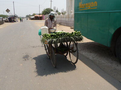 Inde (Rajasthan) - Avril_Mai 2012 - Album N° 2, P1090150