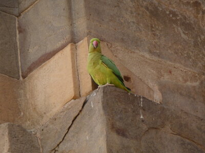Inde (Rajasthan) - Avril_Mai 2012 - Album N° 2, P1090440