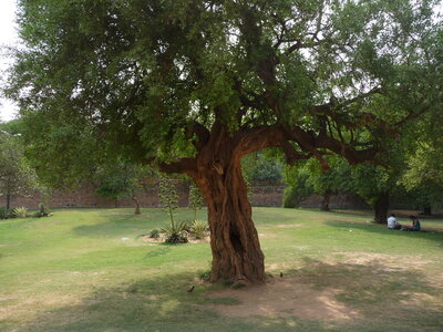 Inde (Rajasthan) - Avril_Mai 2012 - Album N° 2, P1090462