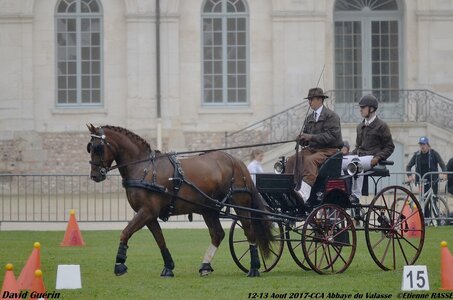 2017-08 CCA Valasse Chevaux et Traits, 14-0DSC_9679
