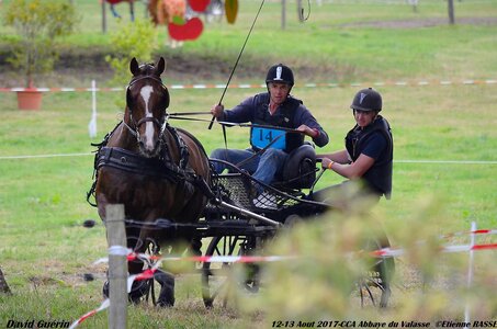 2017-08 CCA Valasse Chevaux et Traits, 14-DSC_1249