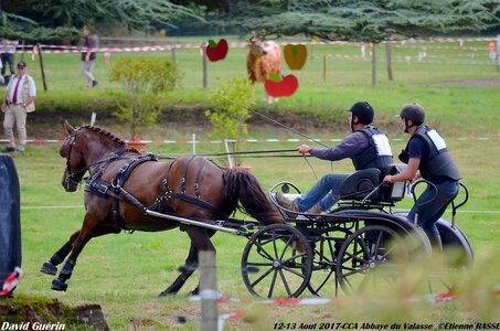 2017-08 CCA Valasse Chevaux et Traits, 14-DSC_1254
