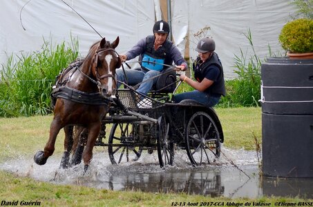 2017-08 CCA Valasse Chevaux et Traits, 14-DSC_1279