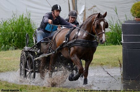 2017-08 CCA Valasse Chevaux et Traits, 14-DSC_1282