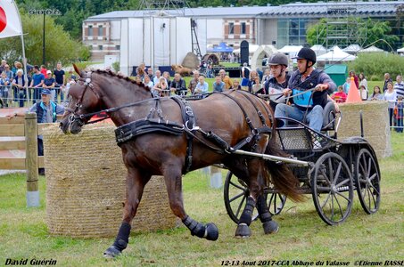 2017-08 CCA Valasse Chevaux et Traits, 14-DSC_1425