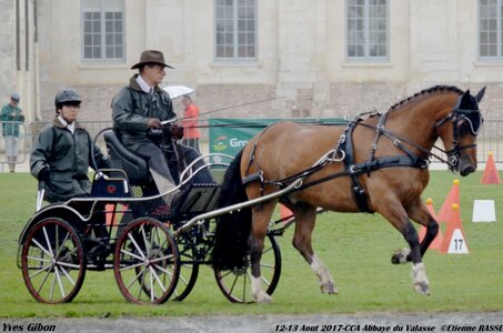 2017-08 CCA Valasse Chevaux et Traits, 15-0DSC_9695