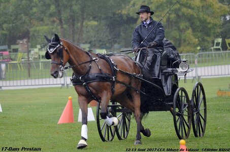 2017-08 CCA Valasse Chevaux et Traits, 17-0DSC_9738