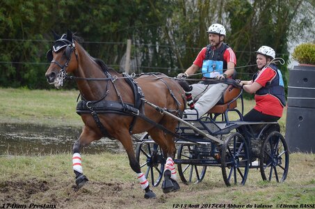2017-08 CCA Valasse Chevaux et Traits, 17-DSC_1871