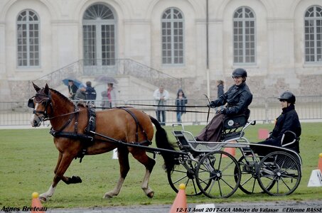 2017-08 CCA Valasse Chevaux et Traits, 18-0DSC_9984