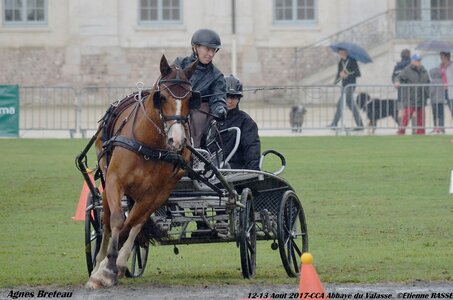 2017-08 CCA Valasse Chevaux et Traits, 18-0DSC_9985