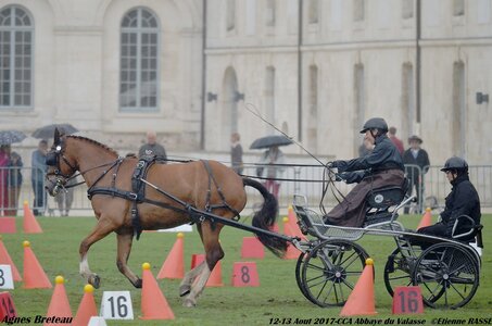 2017-08 CCA Valasse Chevaux et Traits, 18-0DSC_9992