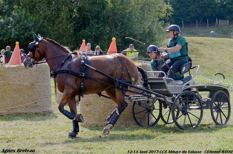 2017-08 CCA Valasse Chevaux et Traits, 18-DSC_2385