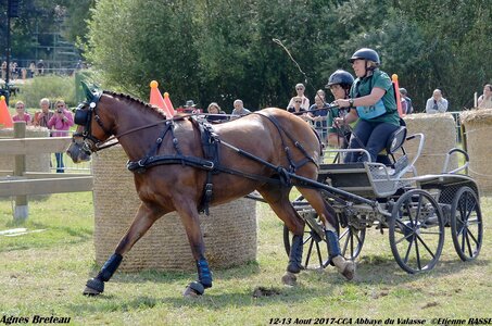 2017-08 CCA Valasse Chevaux et Traits, 18-DSC_2395