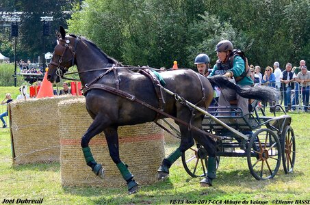 2017-08 CCA Valasse Chevaux et Traits, 19-DSC_2099
