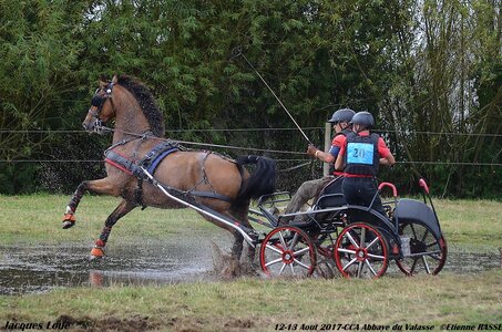 2017-08 CCA Valasse Chevaux et Traits, 20-DSC_1734