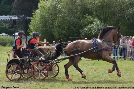 2017-08 CCA Valasse Chevaux et Traits, 20-DSC_1851