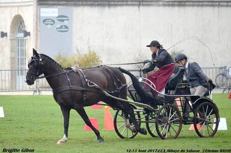 2017-08 CCA Valasse Chevaux et Traits, 21-DSC_0073