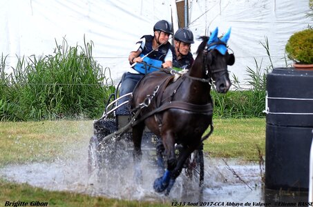 2017-08 CCA Valasse Chevaux et Traits, 21-DSC_0902