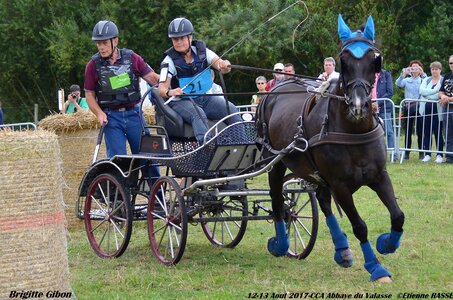 2017-08 CCA Valasse Chevaux et Traits, 21-DSC_1040