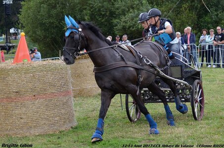 2017-08 CCA Valasse Chevaux et Traits, 21-DSC_1042