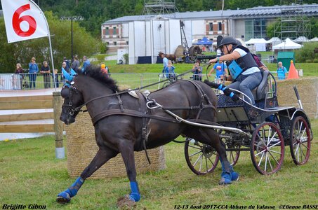 2017-08 CCA Valasse Chevaux et Traits, 21-DSC_1054