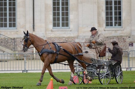 2017-08 CCA Valasse Chevaux et Traits, 22-0DSC_9931