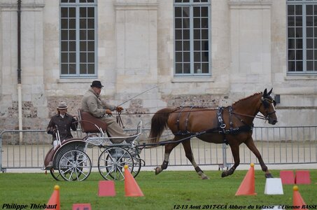 2017-08 CCA Valasse Chevaux et Traits, 22-0DSC_9936