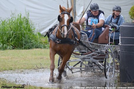 2017-08 CCA Valasse Chevaux et Traits, 22-DSC_1772