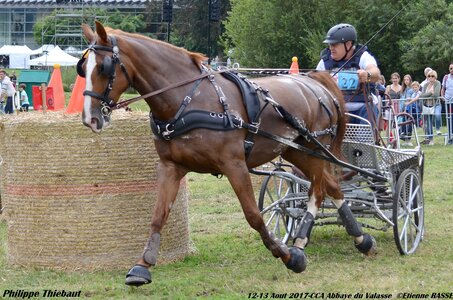 2017-08 CCA Valasse Chevaux et Traits, 22-DSC_1887