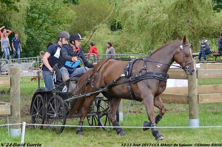 2017-08 CCA Valasse Chevaux et Traits, 24-DSC_1070