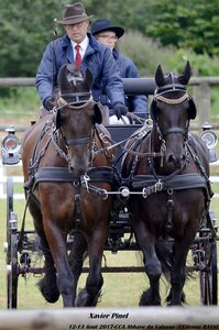 2017-08 CCA Valasse Chevaux et Traits, 25-0DSC_9510