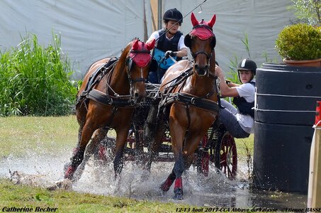 2017-08 CCA Valasse Chevaux et Traits, 26-DSC_2058
