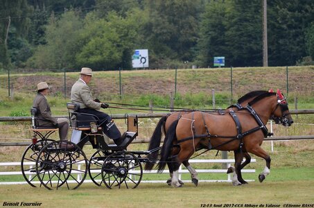 2017-08 CCA Valasse Chevaux et Traits, 27-0DSC_9564