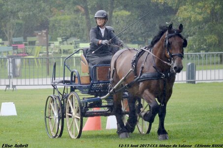 2017-08 CCA Valasse Chevaux et Traits, 29-0DSC_9753